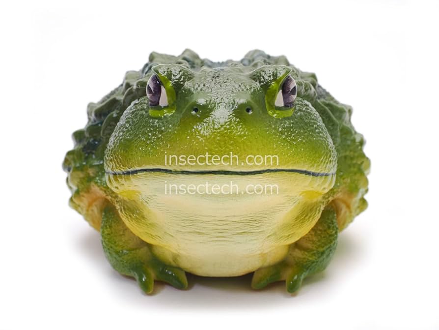 Amazon.co.jp: 【動物の惑星】アフリカウシガエル フィギュア